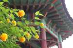 Gelbe Blumen