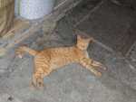 Wo ein Fischmarkt in der N�he ist, kann eine Katze nicht weit sein.