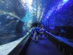 Hai-Tunnel im Aquarium
